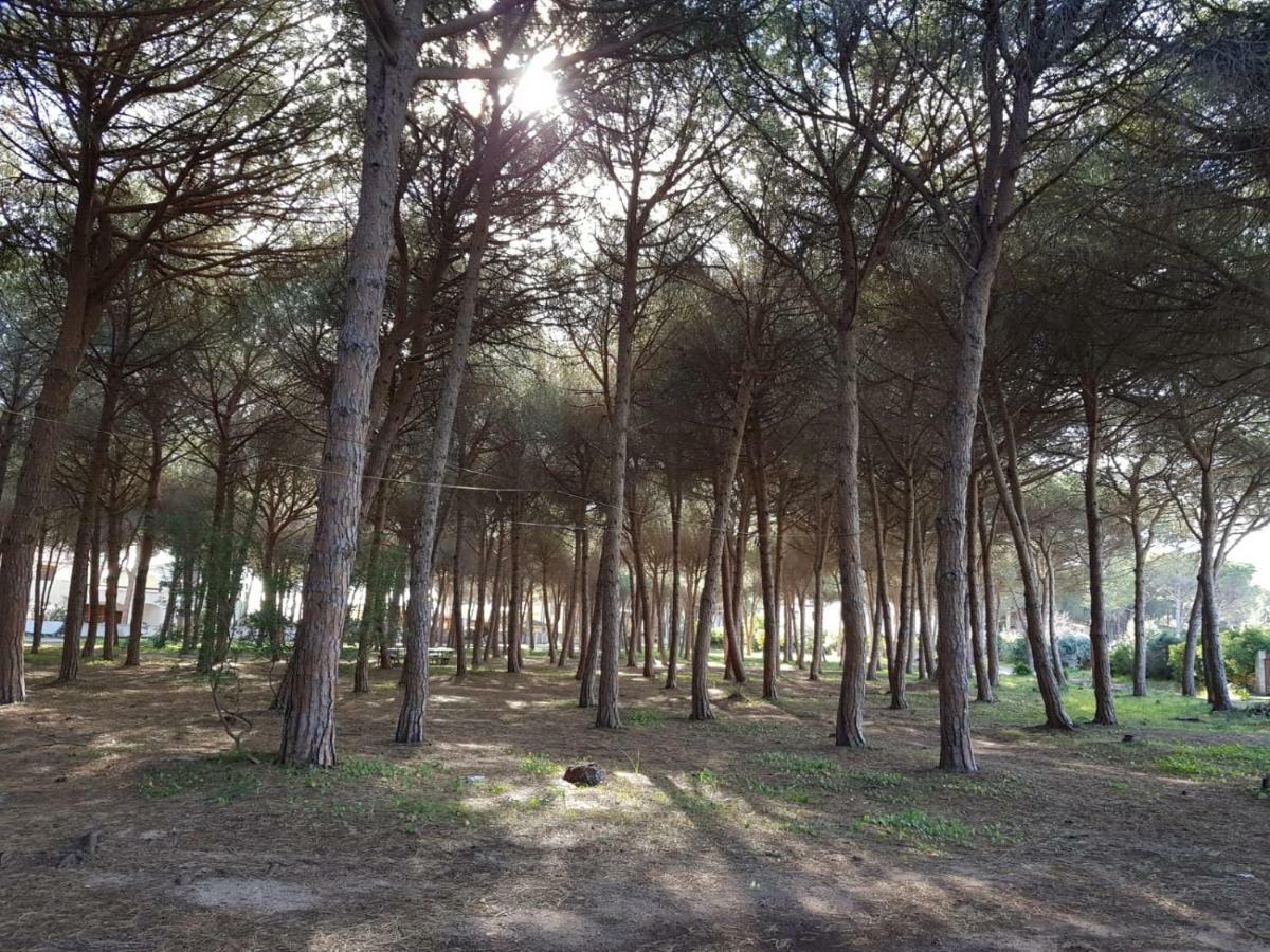 Mimosa Bilocale كالا ليبيروتو المظهر الخارجي الصورة