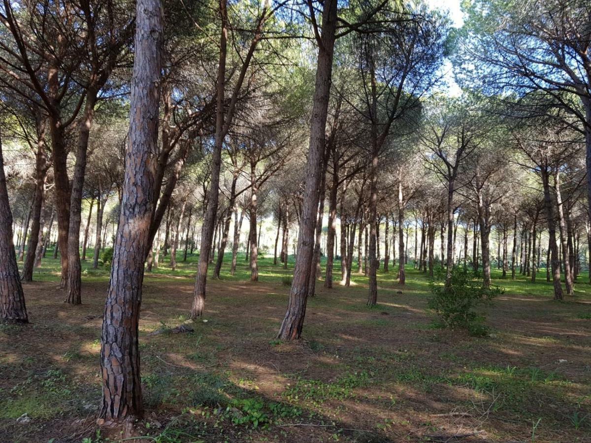 Mimosa Bilocale كالا ليبيروتو المظهر الخارجي الصورة