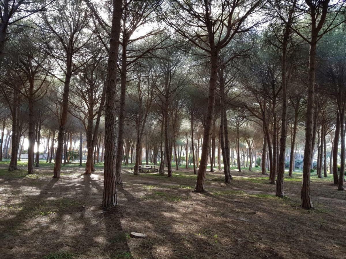 Mimosa Bilocale كالا ليبيروتو المظهر الخارجي الصورة